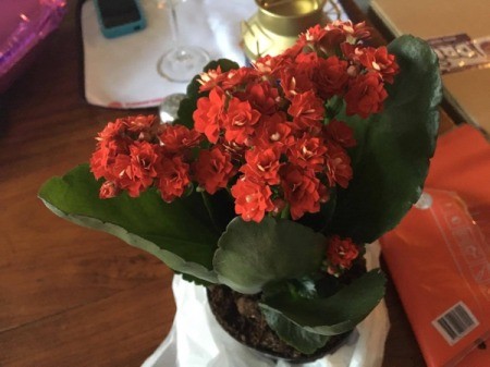 What Is This Houseplant? - red flowering plant