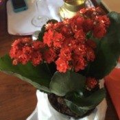 What Is This Houseplant? - red flowering plant