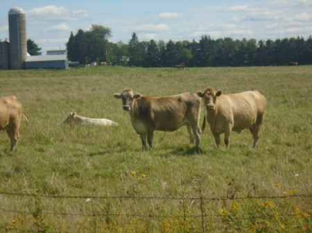 A collection of cows in a grassy field.