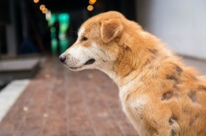 A dog with hair loss.