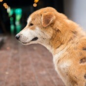 A dog with hair loss.