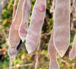 Wisteria Pods