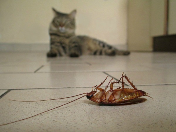 cockroaches roaches getting cockroach cat rid cats yes harming pets without kill tf don thriftyfun