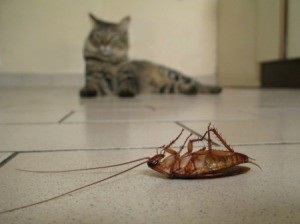 A dead cockroach with a cat in the background.