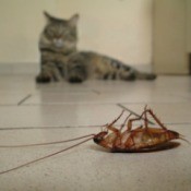 A dead cockroach with a cat in the background.