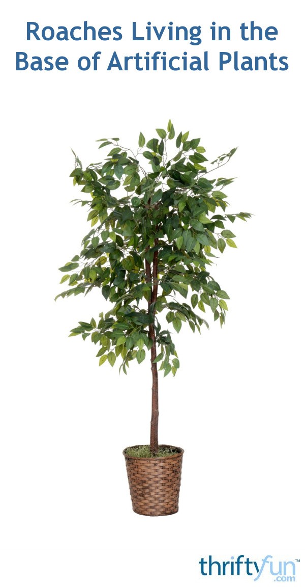 Roaches Living in the Base of Artificial Plants? ThriftyFun