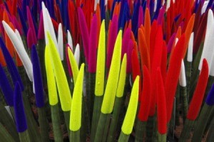 Sansevieria cylindrica with colorful tips.