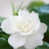 A beautiful white gardenia.