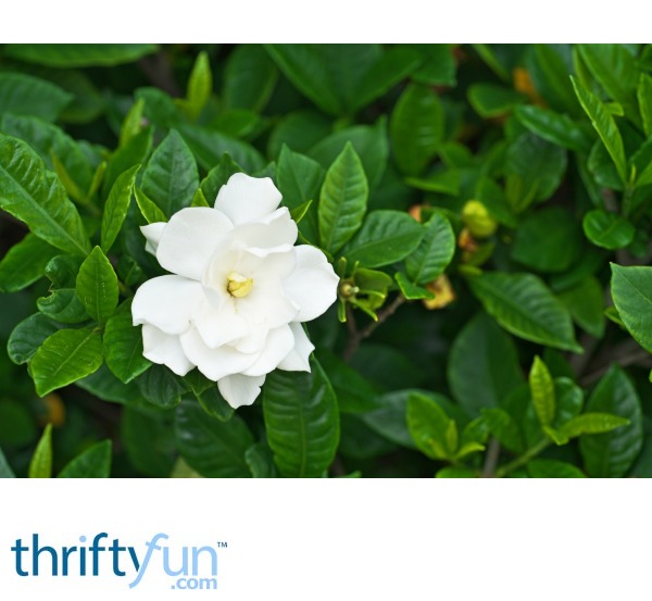 Leaves On Gardenia Turning Brown Thriftyfun