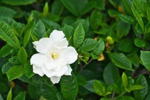 Gardenia plant.