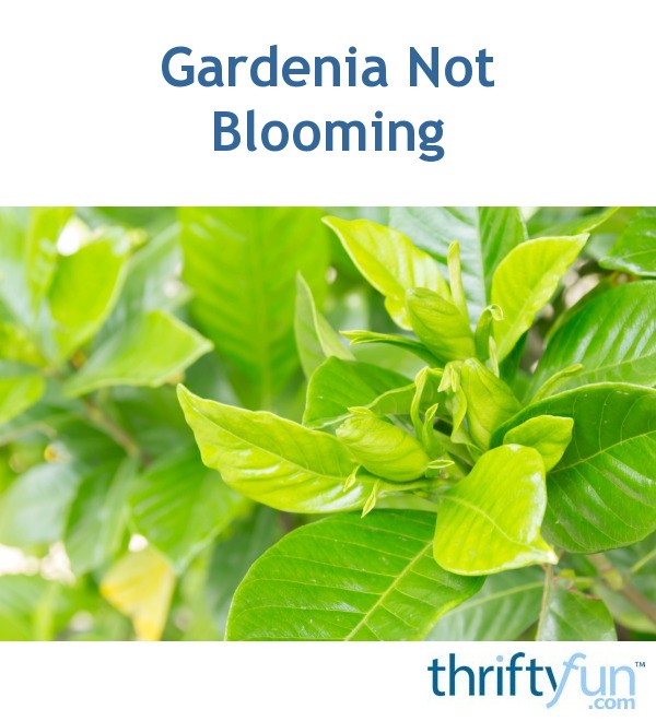 Gardenia Not Blooming Thriftyfun