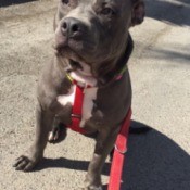 Is My Pit Bull Purebred?