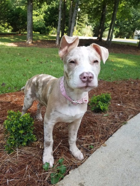 How Can I Tell if My Puppy is a Pit Bull?