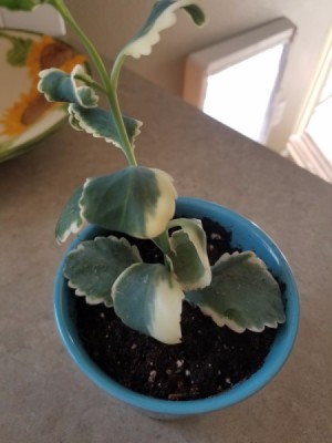 What is the Name of This Plant?