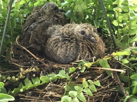 Mourning Dove Chicks - chicks in a fern basket
