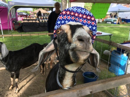 A goat wearing a hat at the fair.