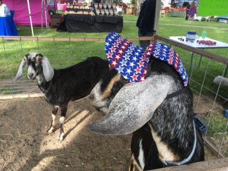 A goat wearing a hat at the fair.