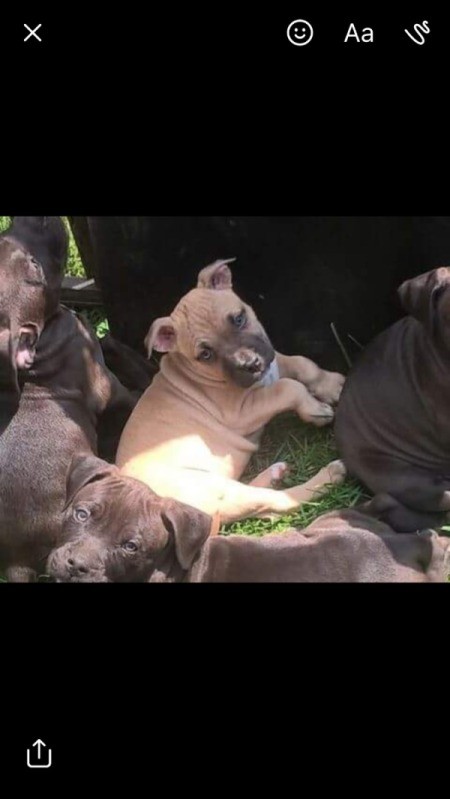 Mixed Pitbull or Purebred?