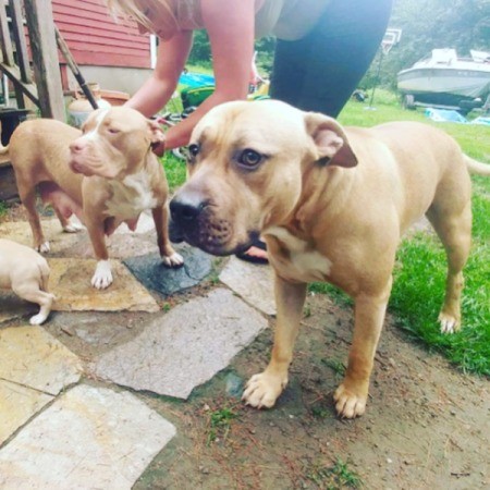 Mixed Pitbull or Purebred?