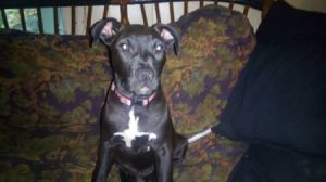 Is My Dog a Pure Bred Pit Bull? - black dog