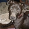 Is My Dog a Pure Bred Pit Bull? - brown dog