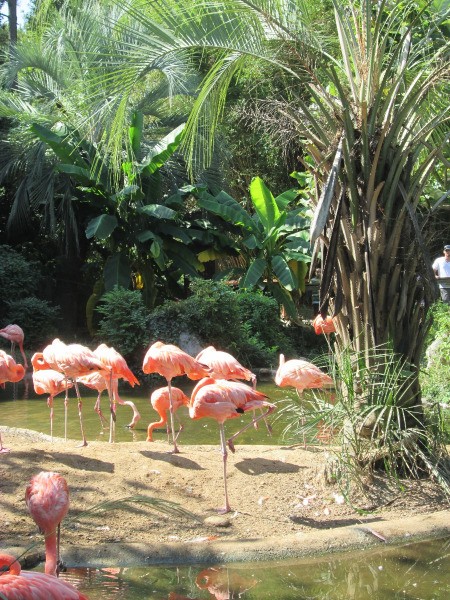 A collection of flamingos in a reserve in South Carolina.