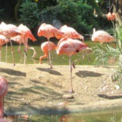 A collection of flamingos in a reserve in South Carolina.
