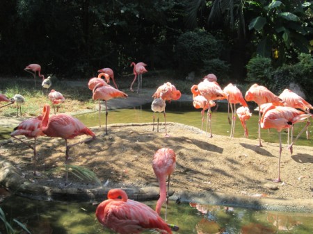 A collection of flamingos in a reserve in South Carolina.