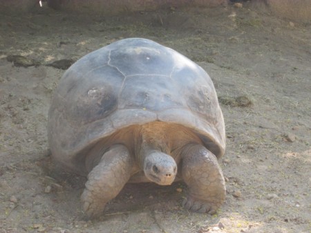 A Galapagos giant tortoise at the SC Zoo.