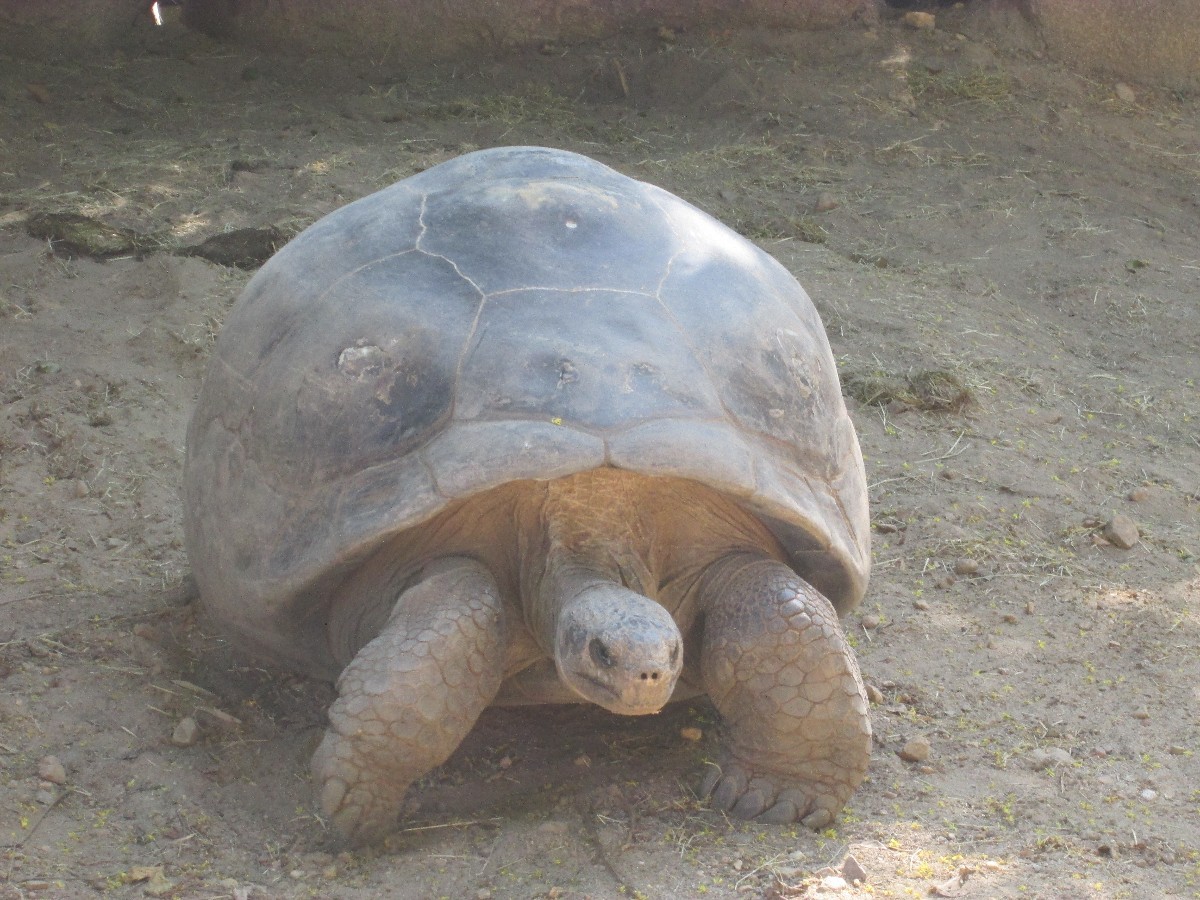 Galapagos Giant Tortoise | ThriftyFun