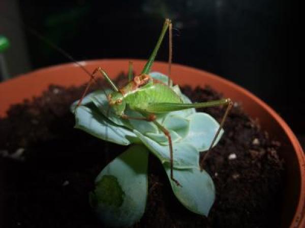 Caring for Pet Grasshoppers | ThriftyFun