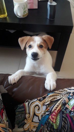 Caring for a Puppy with Parvo - brown and white puppy with front feet on arm of couch
