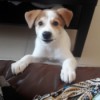 Caring for a Puppy with Parvo - brown and white puppy with front feet on arm of couch