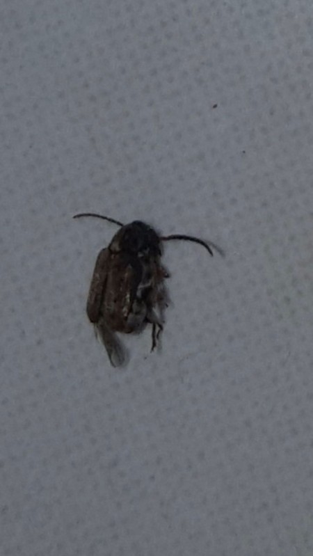 Tiny Dark Brown Bugs In Kitchen Cabinet | www.stkittsvilla.com