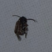 A flying bug in the kitchen.