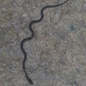 What Kind of Snake Is This? - very long light and dark colored snake, appears non-venomous