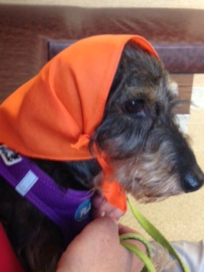 Clarence Winston (Wirehair Dachshund) - wearing an orange scarf