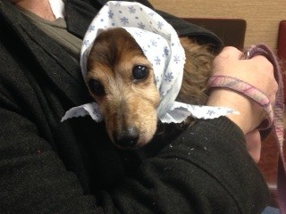 Clarence Winston (Wirehair Dachshund) - female dog wearing a scarf, being held