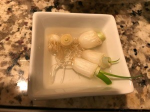 A dish of green onion roots, with green growing out of the cut end.