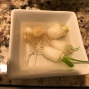 A dish of green onion roots, with green growing out of the cut end.