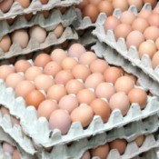 bulk eggs
