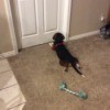 Buddy (Beagle) - Buddy waiting outside a closed door