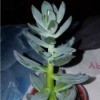 Identifying a Houseplant - greenish gray succulent