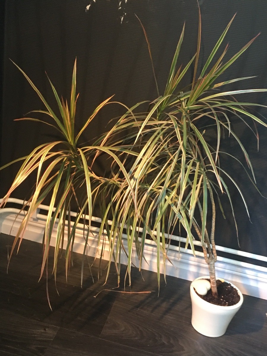 What is this Plant? (Dracaena marginata) ThriftyFun