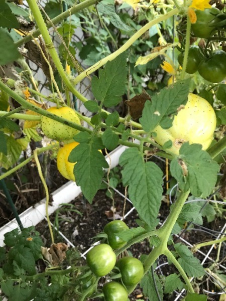 Surprise Pumpkins - small yellow pumpkins