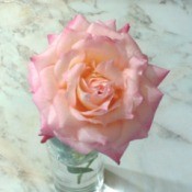 A very light pink and cream rose on a marble background.