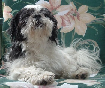 Luckie (Shih Tzu) - black and white dog sitting on a floral print sofa