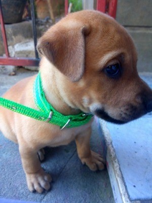 What Breed Is My Dog? - brown puppy on a green lead