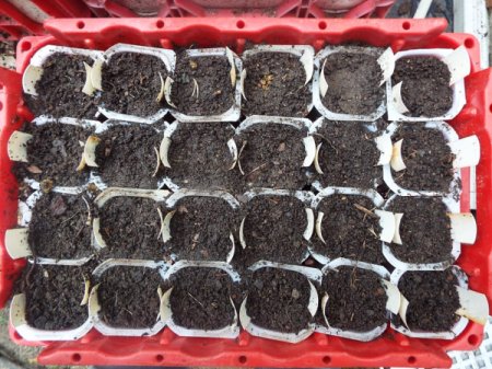 A compact seed starter tray, made from recycled materials, filled with dirt.
