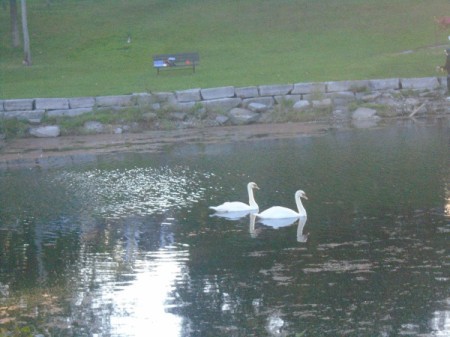 A pair of swans swimming at Confederation Park